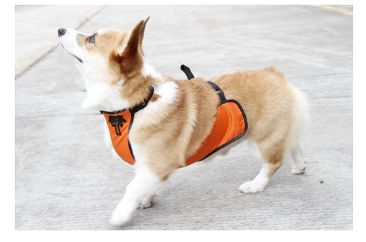 Comfort Fit Belly Protection Band